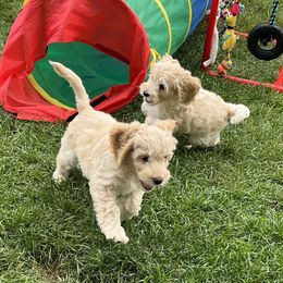 Green Boy - Australian Cobberdog puppy in Grand Rapids, Michigan from Joreese Australian Cobberdogs