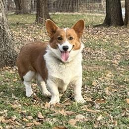 Otis - Pembroke Welsh Corgi