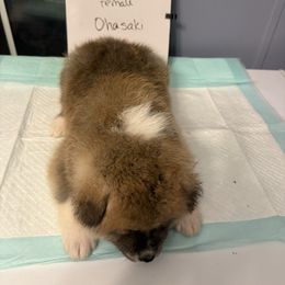 Ohasaki - Red female Japanese Akitainu puppy in Hubert, North Carolina from Miyo Ken
