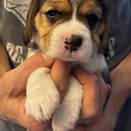 Blue - Black red and white female Beagle puppy in Rockwell, North Carolina from Knockhill Beagles