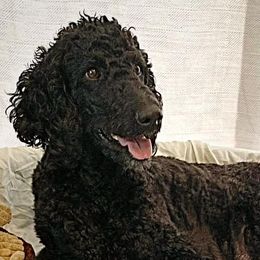 Poodles from Ocotillo Ranch Poodles and Stud Service
