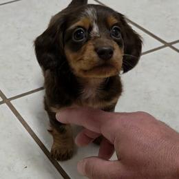 Girl 1 - Dapple female Dachshund puppy in Irvington, Alabama from Christopher's Dachshunds