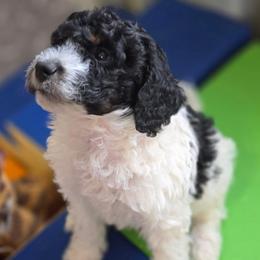 Oreo - Black and white male Bernedoodle puppy in Mc Gaheysville, Virginia from Doting Doodles