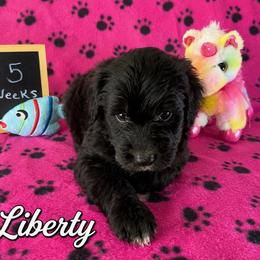 Liberty - Black and white female Sheepadoodle puppy in Glen Rose, Texas from Clevenger’s Sheepadoodle Fur Baby Farm