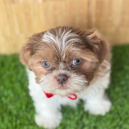 Zach - Red and white male Shih Tzu puppy in San Tan Valley, Arizona from My Puppy Tzu