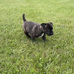 Staffordshire Bull Terrier Puppies from Neverland Staffords