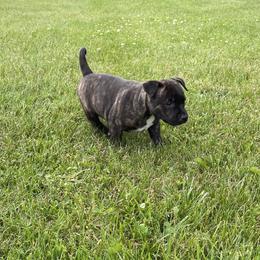 Staffordshire Bull Terrier Puppies from Neverland Staffords