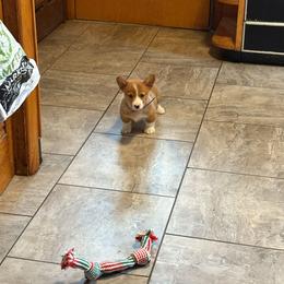 Pembroke Welsh Corgi puppies from Salted Rim Corgis