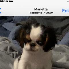 English Toy Spaniel Puppies from Marietta Charlies