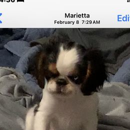 English Toy Spaniel Puppies from Marietta Charlies
