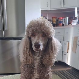 Penelope - Poodle