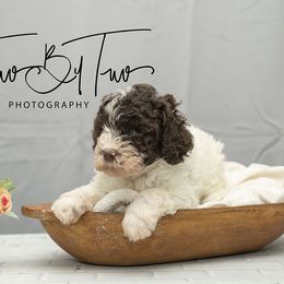 Babbs - Brown female Lagotto Romagnolo puppy in Powder Springs, Georgia from Two By Two Lagotto