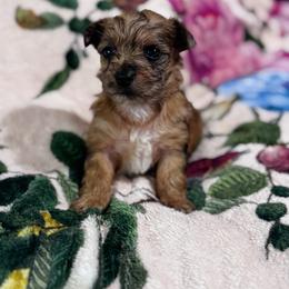 Girl 1 - Chocolate and tan female Yorkshire Terrier puppy in Bolton, Connecticut from Elle Yorkies