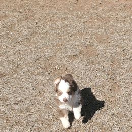 Miniature Australian Shepherd and Toy Australian Shepherd Puppies from Schwandt Toy Mini Aussies
