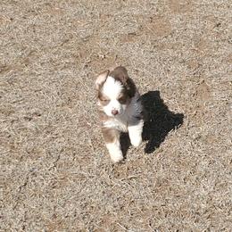 Miniature Australian Shepherd and Toy Australian Shepherd Puppies from Schwandt Toy Mini Aussies