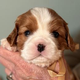 Flip (Gold ribbon) - Blenheim male Cavalier King Charles Spaniel puppy in Albany, Georgia from Legend Cavaliers