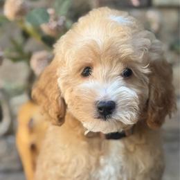 Zion - Apricot male Goldendoodle puppy in Yuciapa, California from AlltheDoodlez_