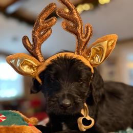 Ash- White Collar - Black male Assorted Doodle Crosses puppy in Norfolk, Virginia from Móraí’s Doodles