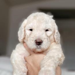 Spectra, Girl - Yellow and white female Bernedoodle puppy in Maricopa, Arizona from Desert Ridge Doodles