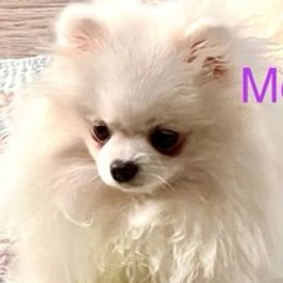 French Bulldogs and Pomeranians from Poms Of Kolour