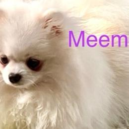 French Bulldogs and Pomeranians from Poms Of Kolour