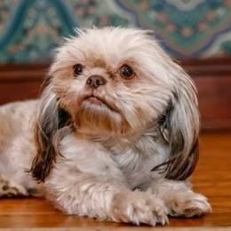 Georgie Girl - Shih Tzu