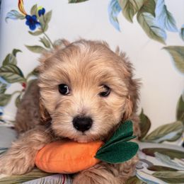 Lime green- Ricky - Red male Maltipoo puppy in West Jordan, Utah from Mid Sized Maltipoos and More LLC