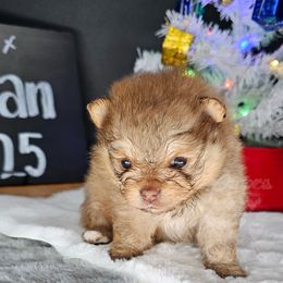 Pepper's Wildflower and Barley - Flower - Chocolate sable female Pomeranian puppy in Plant City, Florida from Pepper's Pomeranians