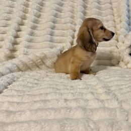 Kobe AKC Registered - Cream male Dachshund puppy in Magnolia, Texas from J&R Macias Dachshunds