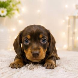 Archie - Chocolate and tan male Dachshund puppy in Desloge, Missouri from Snows Doxies