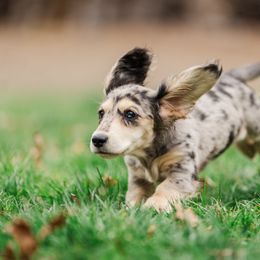 Dachshund Puppies from Lion's Gate Dachshunds