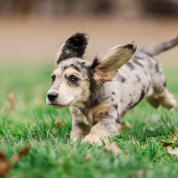 Dachshund Puppies from Lion's Gate Dachshunds