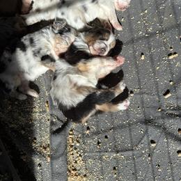Stevie - Red tri female Miniature Australian Shepherd puppy in Westminster, New Hampshire from Smokin Gun Aussies