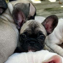 Caleb - Fawn and white male French Bulldog puppy in Greenfield, Missouri from Hope Mountain French Bulldogs