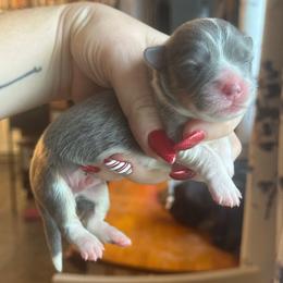Rolex - Blue male Pembroke Welsh Corgi puppy in East Oakdale, California from Rhettro Kennels