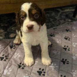SCOUT Orange  boy - Liver and white male English Springer Spaniel puppy in Lufkin, Texas from Shifletknight Springer Spaniels