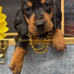 Frankie (Yellow - Black and tan female Dachshund puppy in Leoma, Tennessee from Southbound Kennel