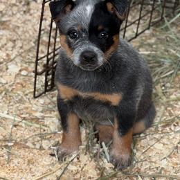 Lefty - Blue female Australian Cattle Dog puppy in Cottage Grove, Oregon from Heirloom Ranch
