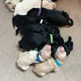 Goldendoodle Puppies from Bridger Peak Doodles