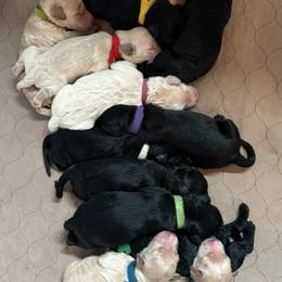 Goldendoodle Puppies from Bridger Peak Doodles