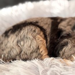 Bernedoodle puppies from Starlight Goldendoodles