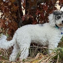 Bernedoodles, Goldendoodles, and Poodles from Dinoland Doodles