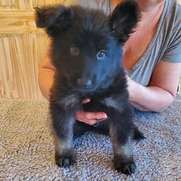 Lime Green Boy - Gray sable male Shiloh Shepherd puppy in Caneadea, New York from Strauss Haus Shepherds