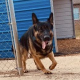 German Shepherds from Fidelis Kennels