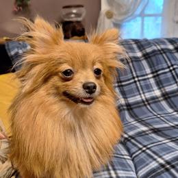 Roxy - Pomeranian