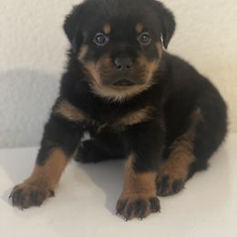 Rottweiler Puppies from Coronado Rottweilers
