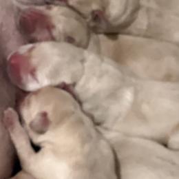 Girl 6 - Yellow female Labrador Retriever puppy in Marydel, Maryland from Andover Meadow Farm
