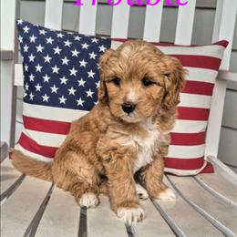 TROUBLE - Caramel female Labradoodle puppy in Sussex, Wisconsin from Dancing Doodles