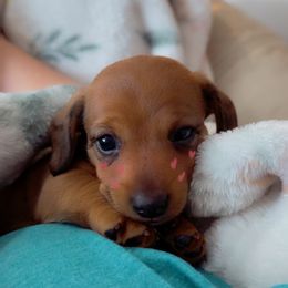 Dachshund Puppies from Florida Dippin’ Dachshunds & Aussiedoodles