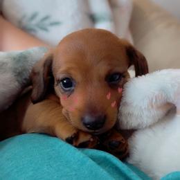 Dachshund Puppies from Florida Dippin’ Dachshunds & Aussiedoodles